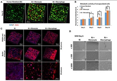 Immune Assisted Tissue Engineering via Incorporation of Macrophages in Cell-Laden Hydrogels Under Cytokine Stimulation